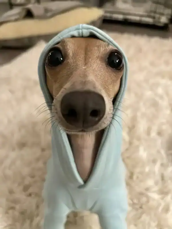 Goofy ahh dog animal meme showing a close-up dog wearing a hoodie with a confused expression in HD quality